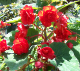 B. ‘Roses for Ruth’